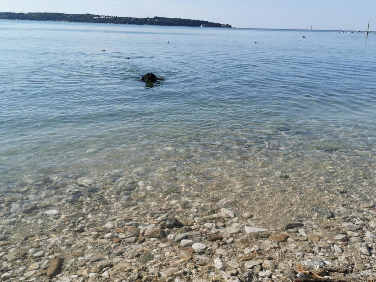 Mirta Deluxe Superior 5 Star Apartment, Your Piece Of Heaven By The Sea & Park, With Sea & Park View Novigrad  Zewnętrze zdjęcie